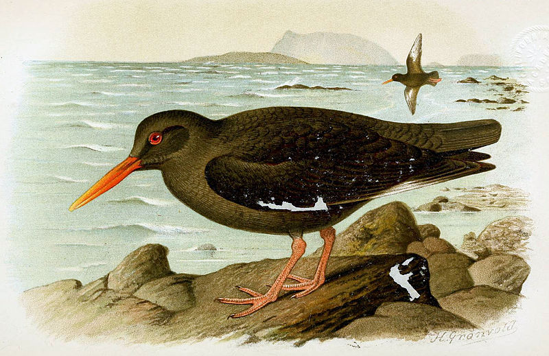 Haematopus meadewaldoi
