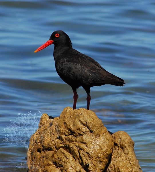 Haematopus moquini