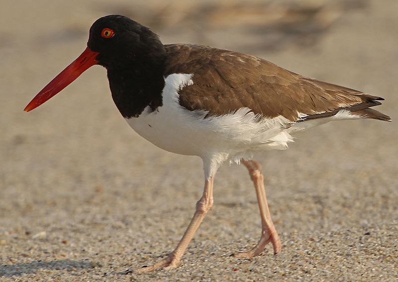 Haematopus palliatus