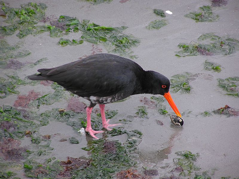 Haematopus unicolor
