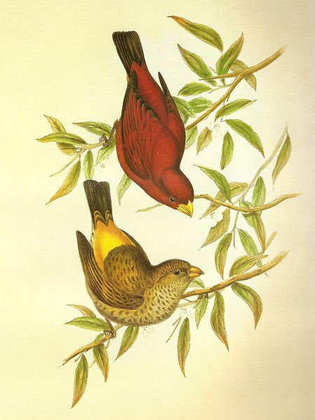 Haematospiza sipahi