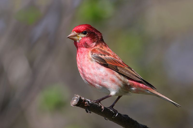 Haemorhous purpureus