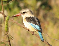 Halcyon albiventris