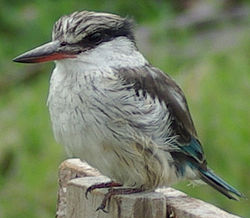 Halcyon chelicuti