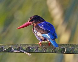 Halcyon cyanoventris
