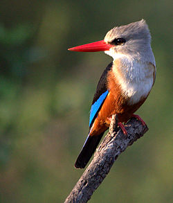 Halcyon leucocephala