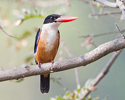 Halcyon pileata