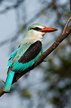 Halcyon senegalensis