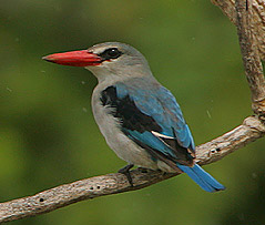 Halcyon senegaloides