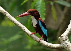 Halcyon smyrnensis