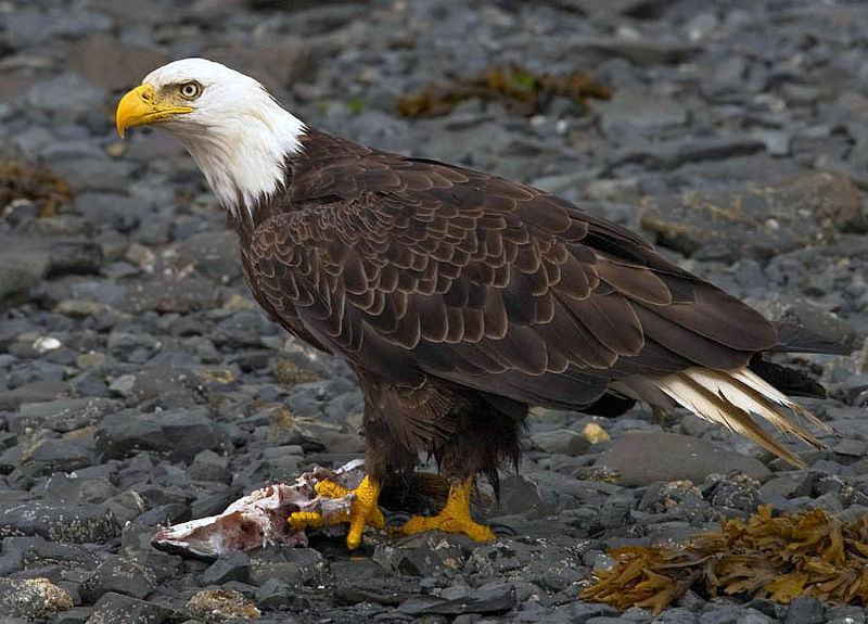 Haliaeetus leucocephalus