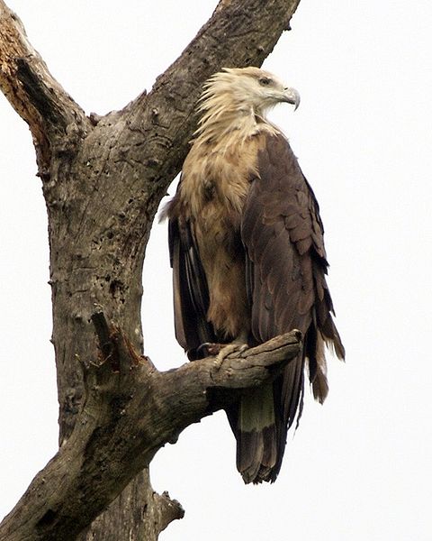 Haliaeetus leucoryphus