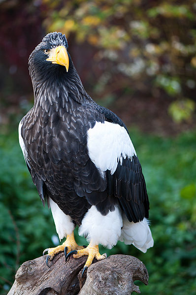 Haliaeetus pelagicus