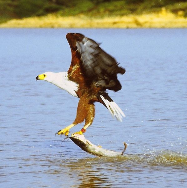 Haliaeetus vocifer
