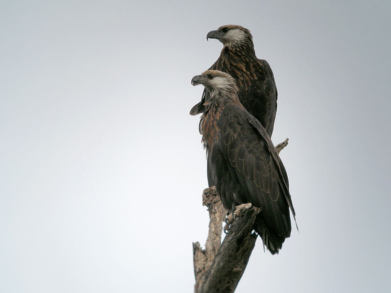Haliaeetus vociferoides
