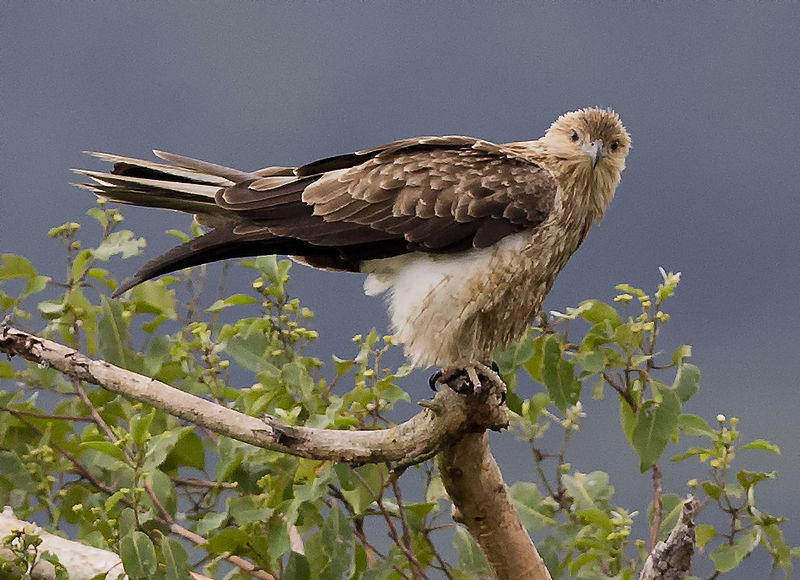 Haliastur sphenurus