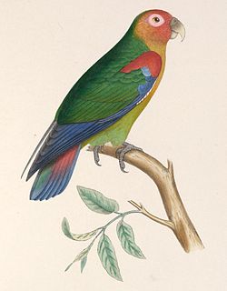 Hapalopsittaca amazonina