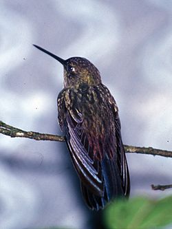 Haplophaedia aureliae