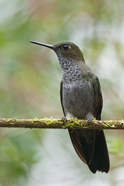 Haplophaedia lugens