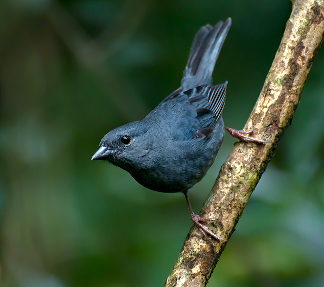 Haplospiza unicolor