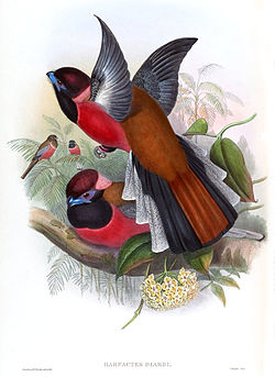 Harpactes diardii