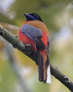 Harpactes duvaucelii