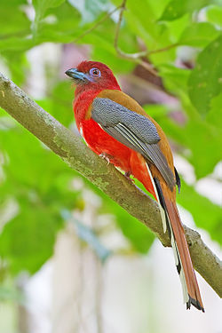 Harpactes erythrocephalus