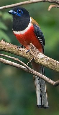 Harpactes fasciatus