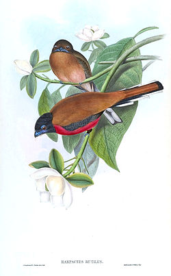 Harpactes orrhophaeus