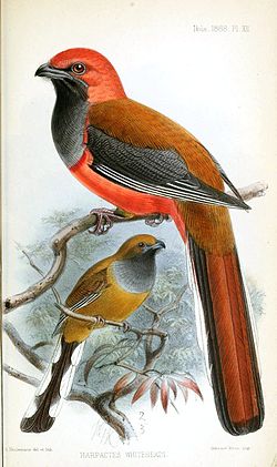 Harpactes whiteheadi