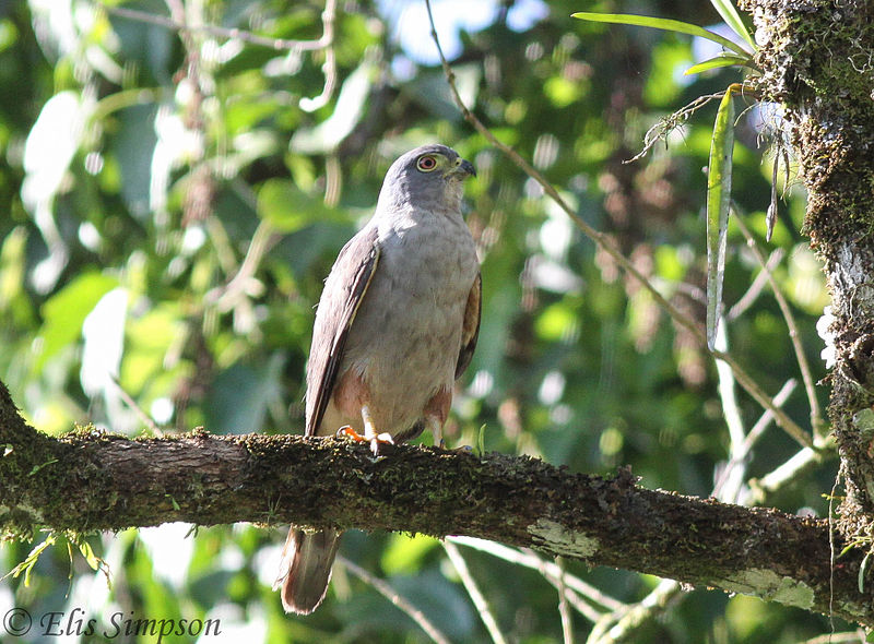 Harpagus diodon