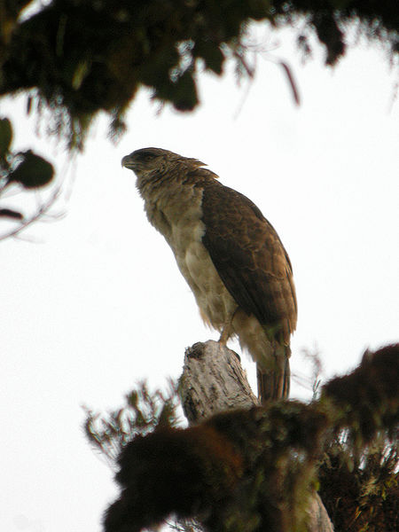 Harpyopsis novaeguineae