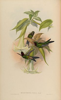 Heliangelus viola