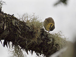 Heliobletus contaminatus
