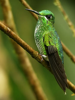 Heliodoxa jacula