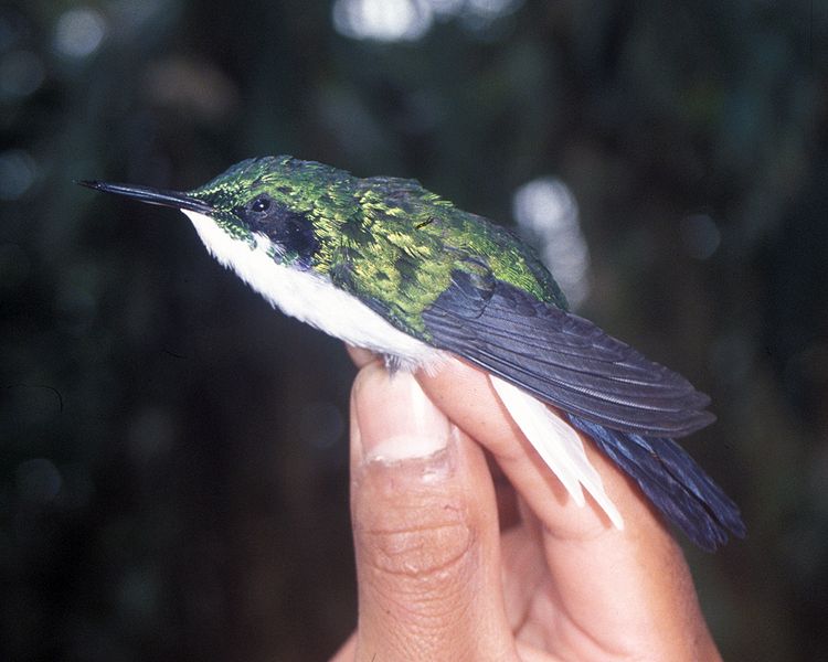 Heliothryx auritus