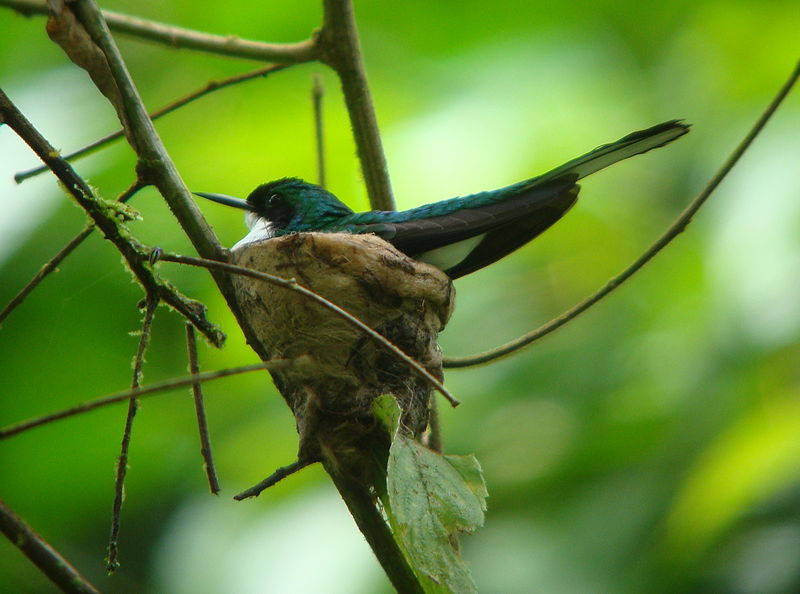 Heliothryx barroti