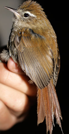 Hellmayrea gularis