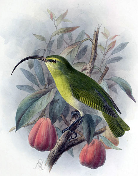 Hemignathus ellisianus