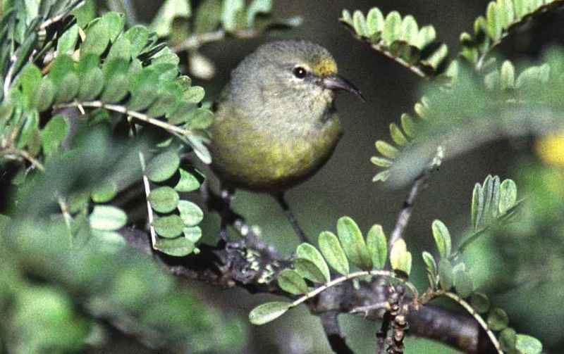 Hemignathus flavus