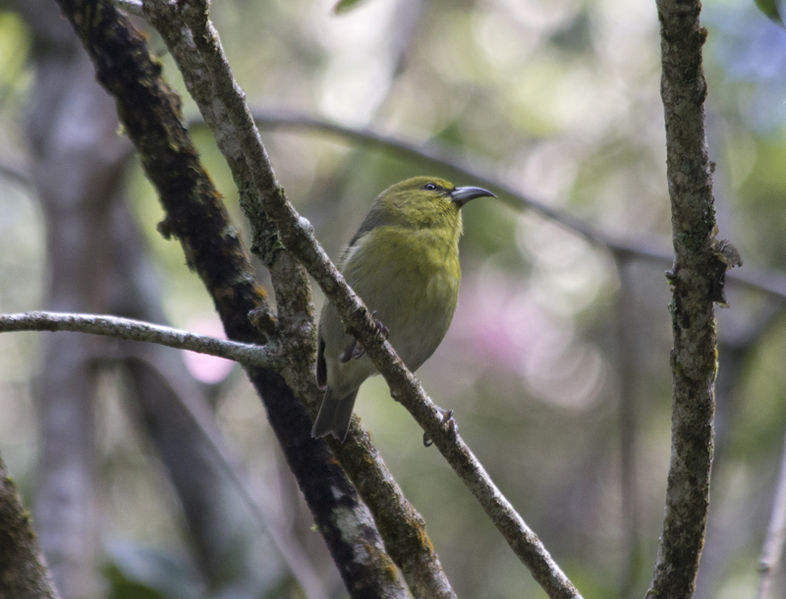 Hemignathus kauaiensis