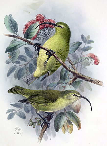 Hemignathus obscurus