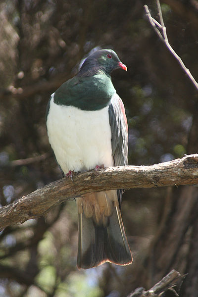 Hemiphaga novaeseelandiae
