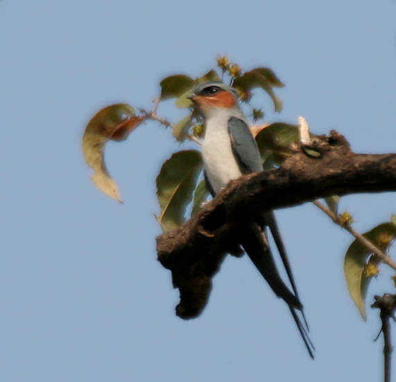 Hemiprocne coronata