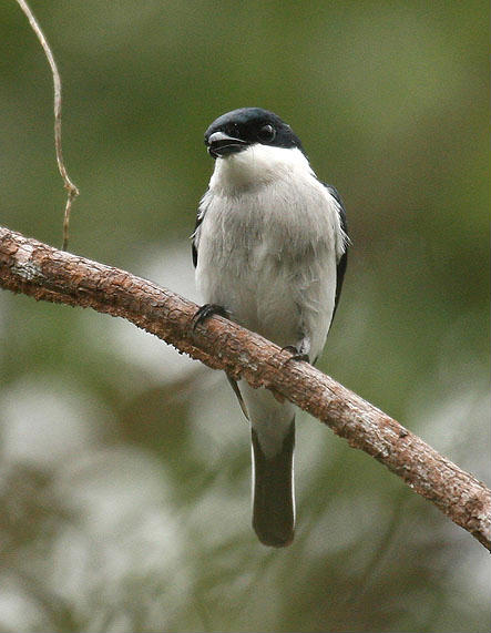 Hemipus hirundinaceus
