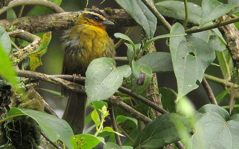 Hemispingus atropileus