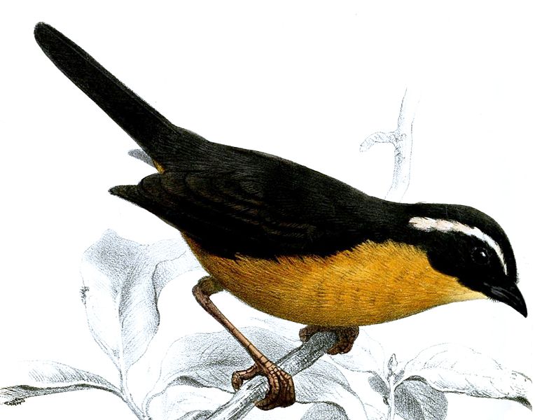 Hemispingus goeringi
