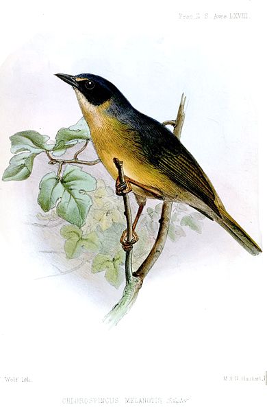 Hemispingus melanotis