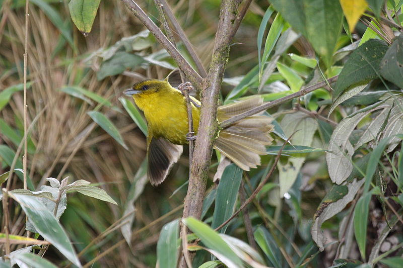 Hemispingus parodii