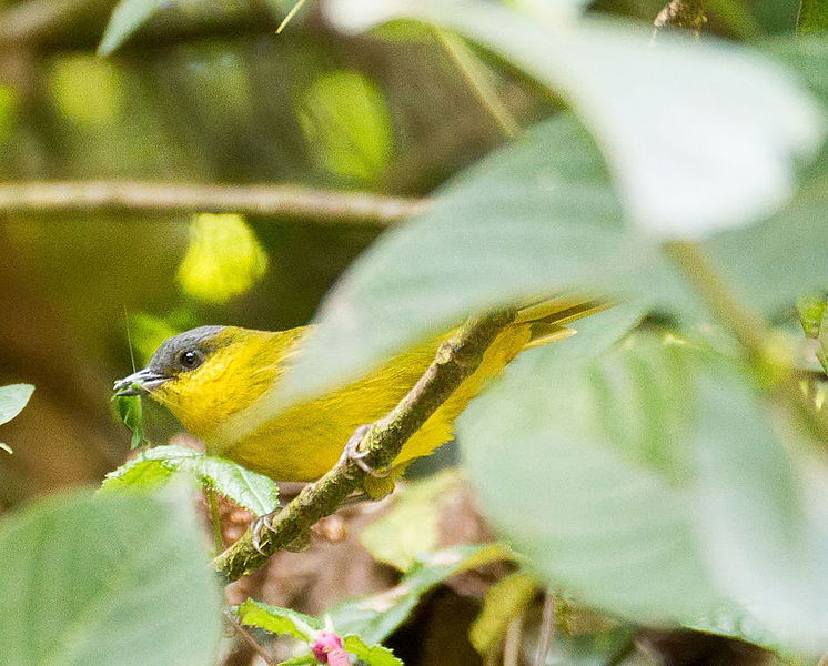 Hemispingus reyi